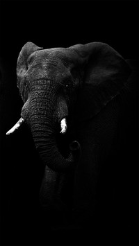 Black and White Photography Art
