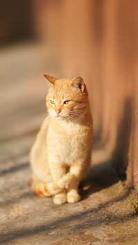 Lovely ginger cat sitting on a stone floor outdoor