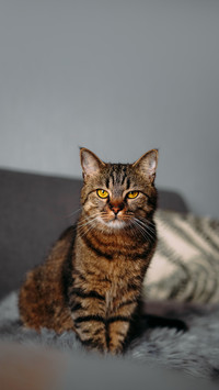 震惊 猫咪的隐藏日常
