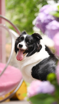 Is your border dog smart 01