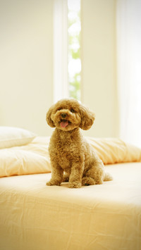 Dog wagging its tail represents happiness
