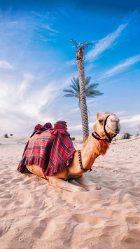  camels 