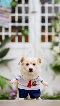 The most anticipated owner types for dogs 8