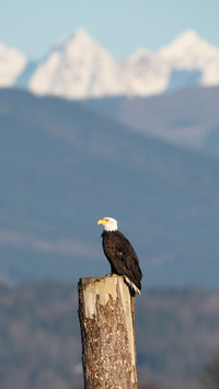 Bald eagle portrait in Canada