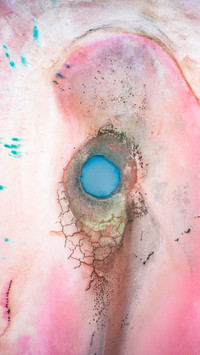 Blue pupils appear in the pink salt lake