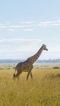 Beautiful Giraffe on Grassland