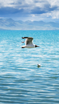 Flying seagulls