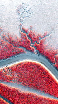 The limited beauty of panjin red beach