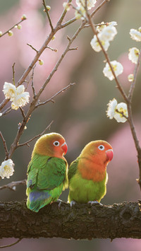 Parrot in Spring Cute and Dynamic 4