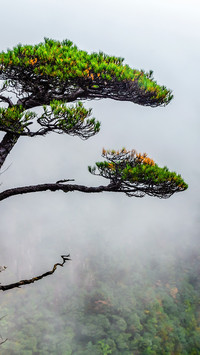 The sea of clouds and the rippling pine trees reflect on