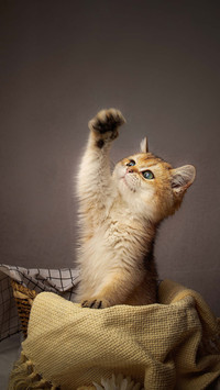 A cat suitable for keeping in a building