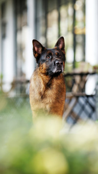 German Shepherd 90