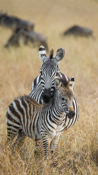 Zebras in Africa