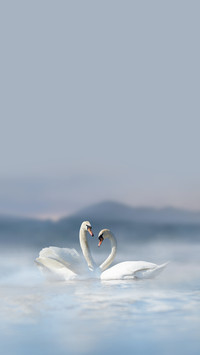 Romantic Couple of Swans in the Lake