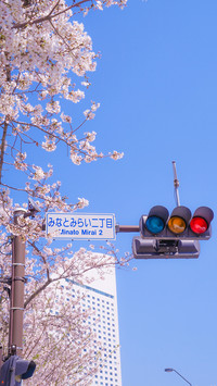 Cherry blossoms in splendor