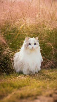 Inventory of exemplary mothers in the animal kingdom