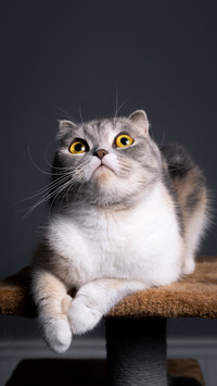 Good use of crying cat artifact 82