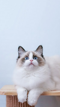 新手猫奴适合养什么猫