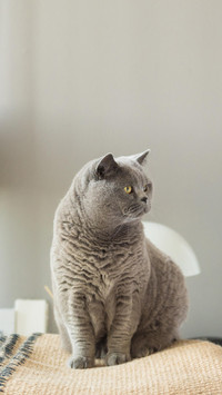 猫咪不恐高是真的吗？