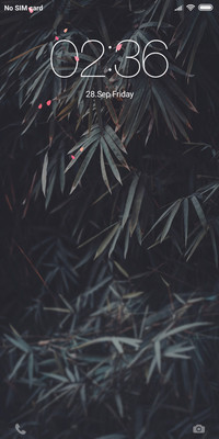 Bamboo forest