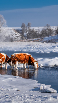 The cattle in the unfrozen river