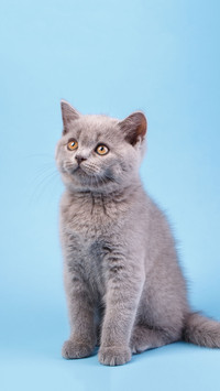 英短蓝猫有哪些优点