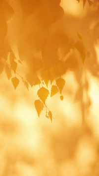 Appreciate 15 ancient poems of the golden autumn period