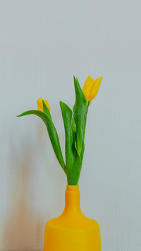 Bright fresh yellow tulips on white background