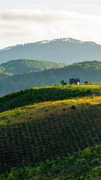 Moka Coffee Farm Sunrise