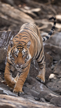 Harsha Narasimhamurthhy (9)