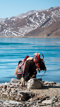 Tibetan rescue worker yak