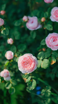 Remember to raise roses in may