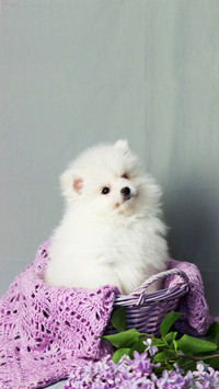 Pomeranian spitz. Cute puppy
