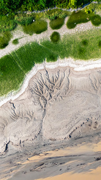 Tidal trees have grown on the tidal flats