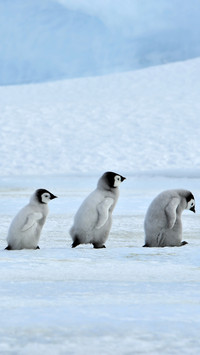 Cute penguin-03