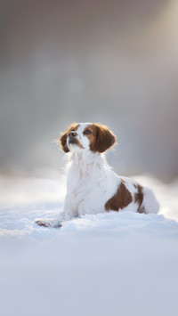 Breton dog in snowy landscape