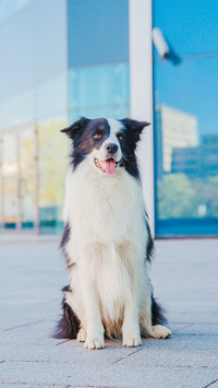 Dog in the town. City, urban pet. Border Collie dog, summer