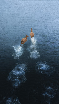 The deer are playing in the water