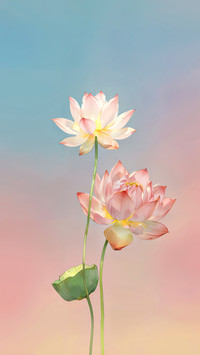 花开夏至 诗意正浓
