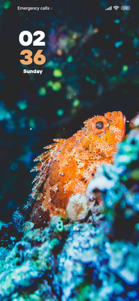 Golden Fish