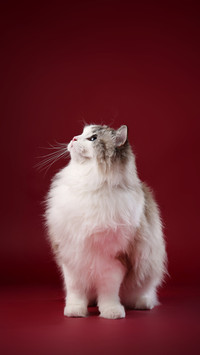 The Names of Cats in Ancient Times 3