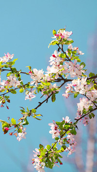Cherry blossoms in splendor