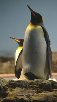 Pingu (8)