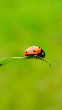 ladybug (1)