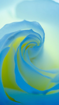 Macro view of roses