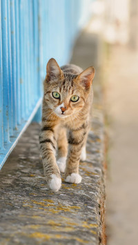 猫咪的奇怪行为
