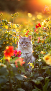 猫的四季-拍信图库
