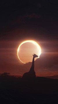 Can animals perceive solar eclipses 69