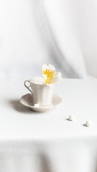 White flower in white tea cup on white background