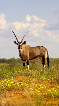 Endangered animals